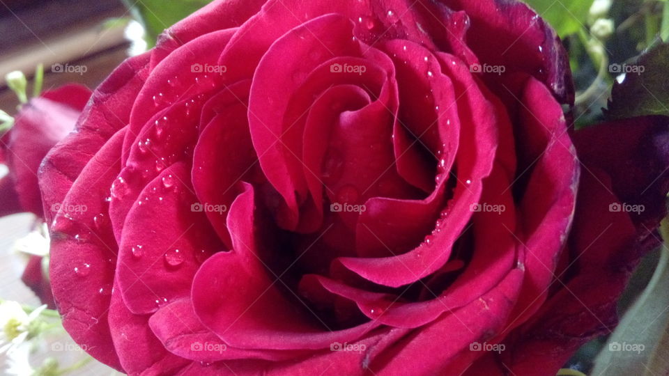 Red Rose with water D