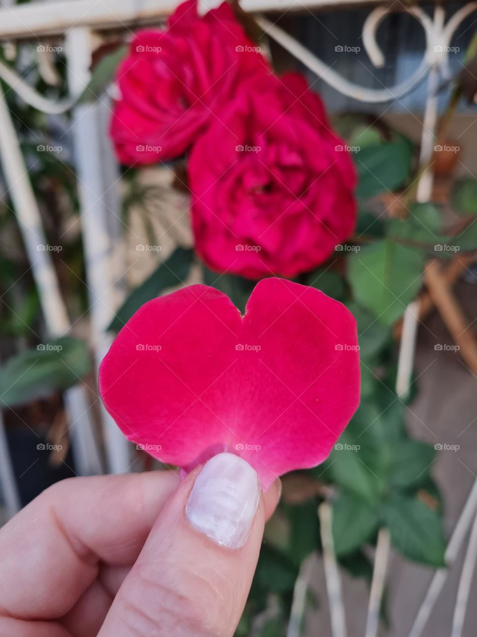 Heart flower