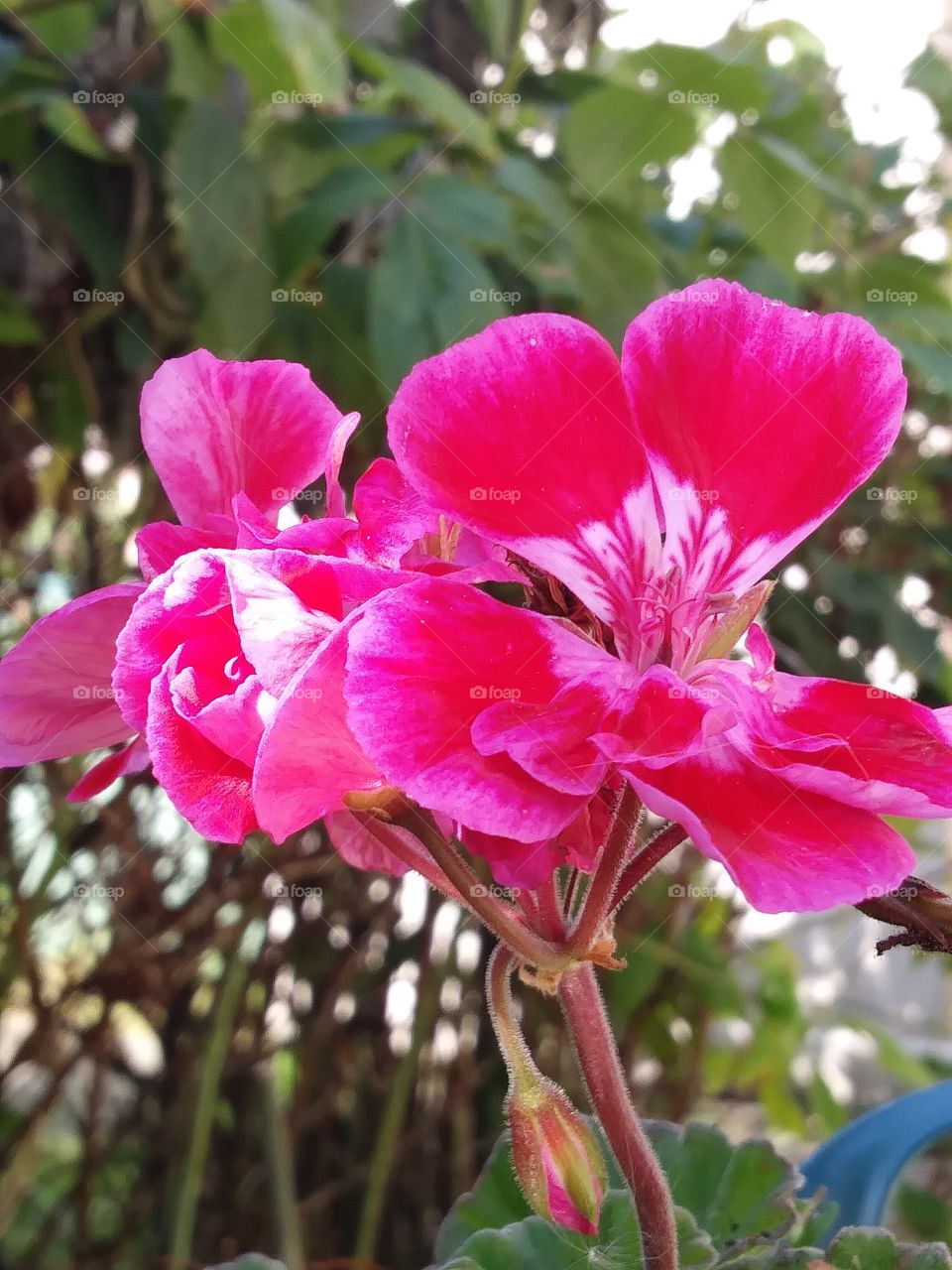 geranium