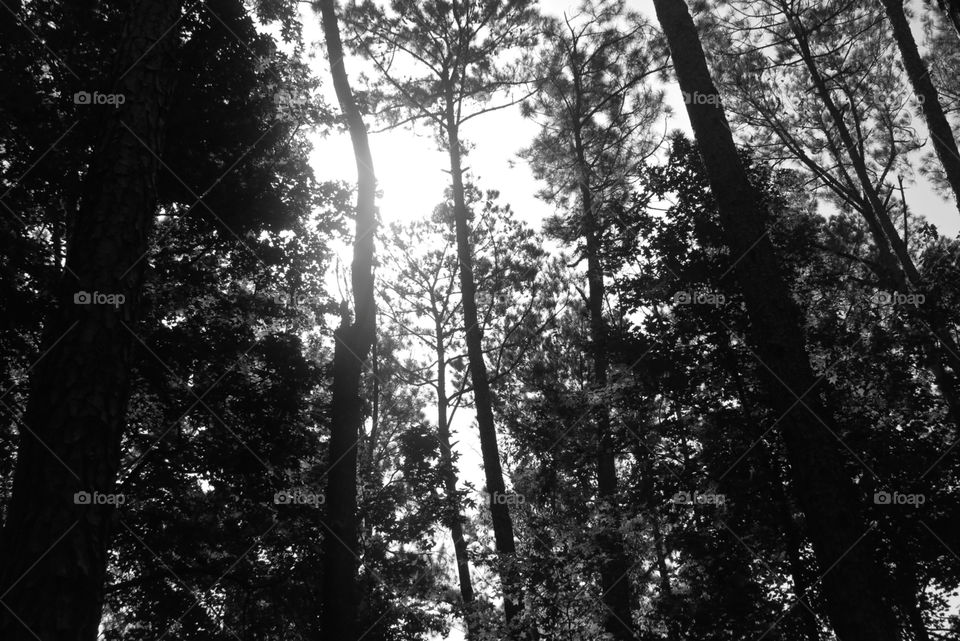 Forest of trees in silhouette 