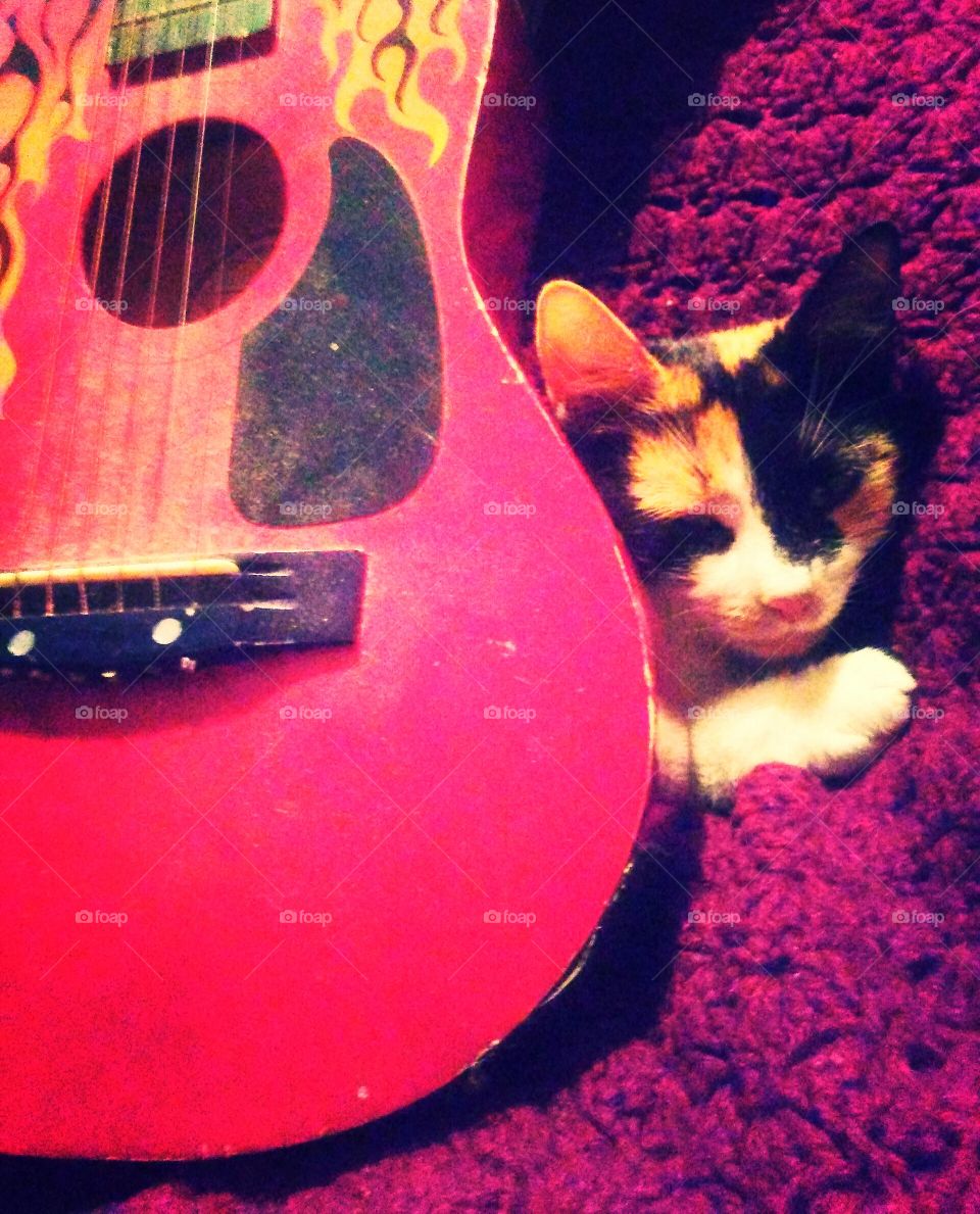 Eye of the tiger, cat about to go to sleep behind guitar