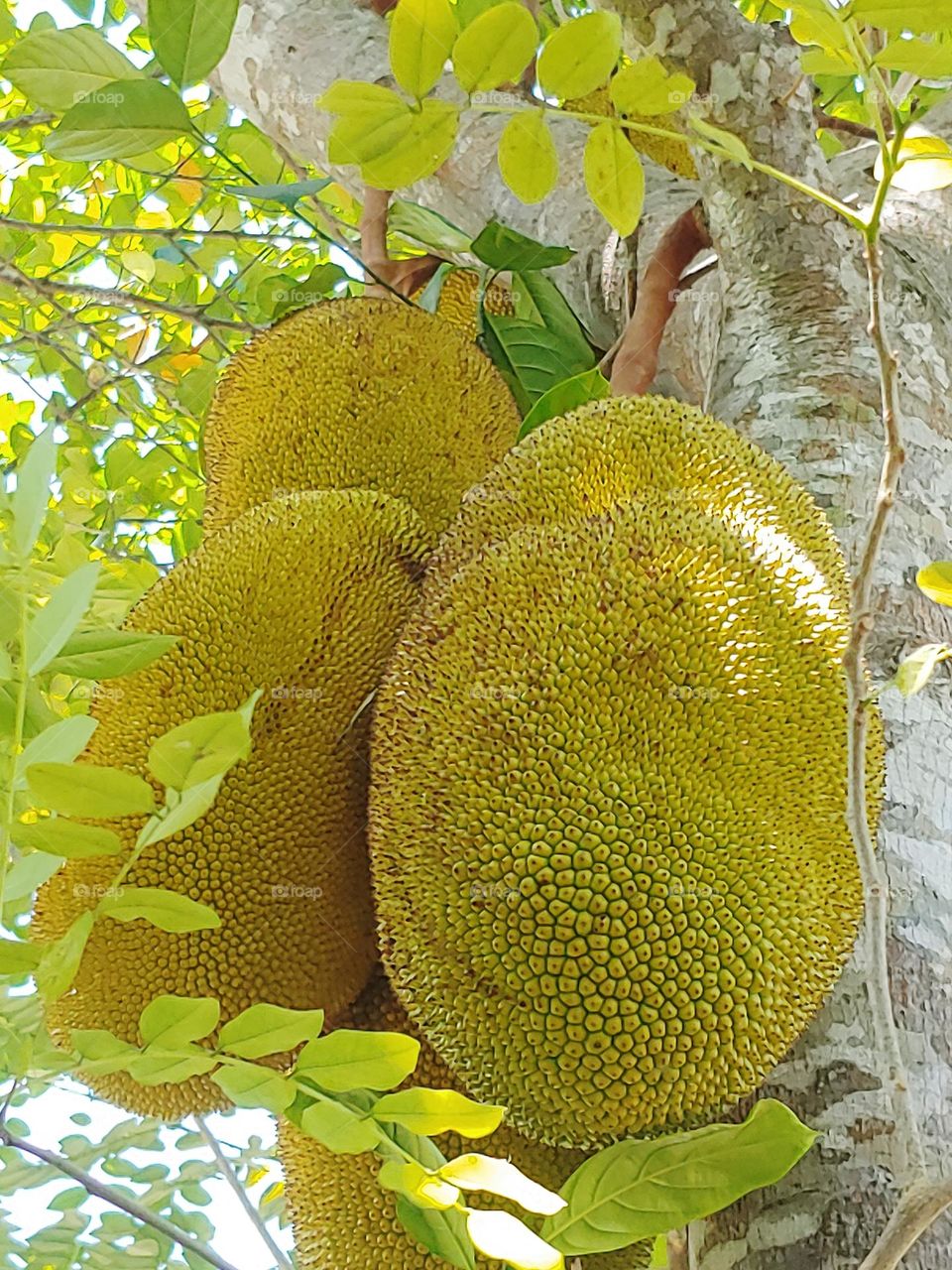 jackfruit captured