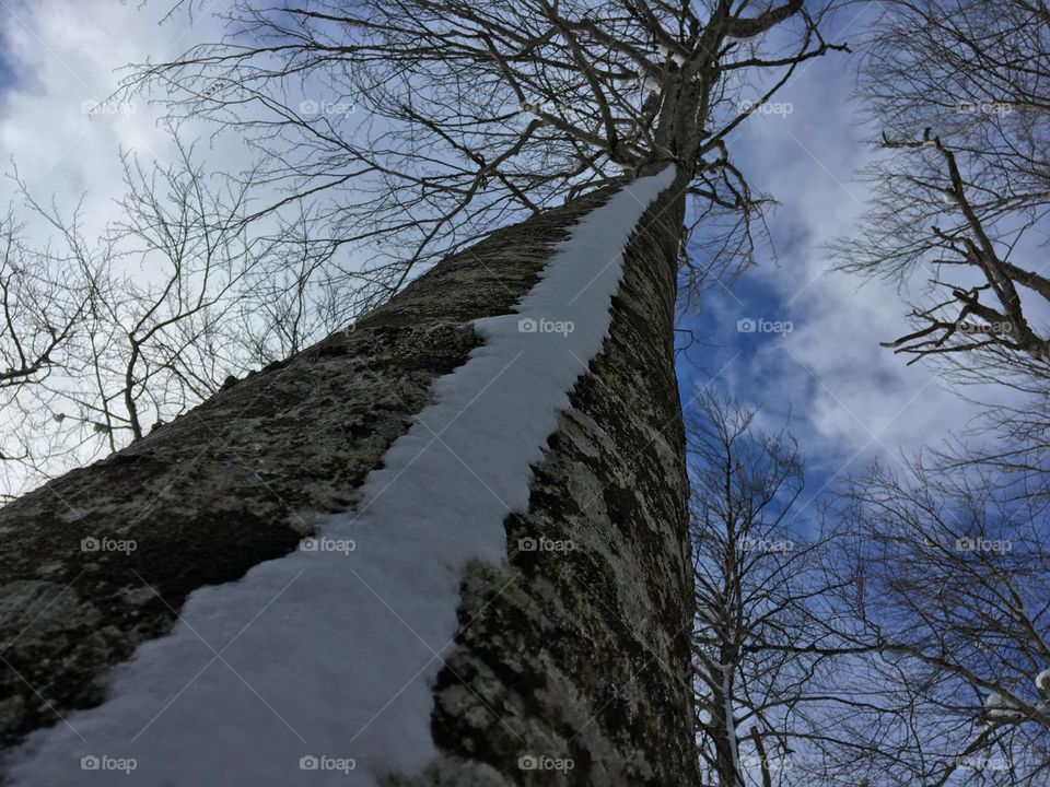 Tree with snow trail