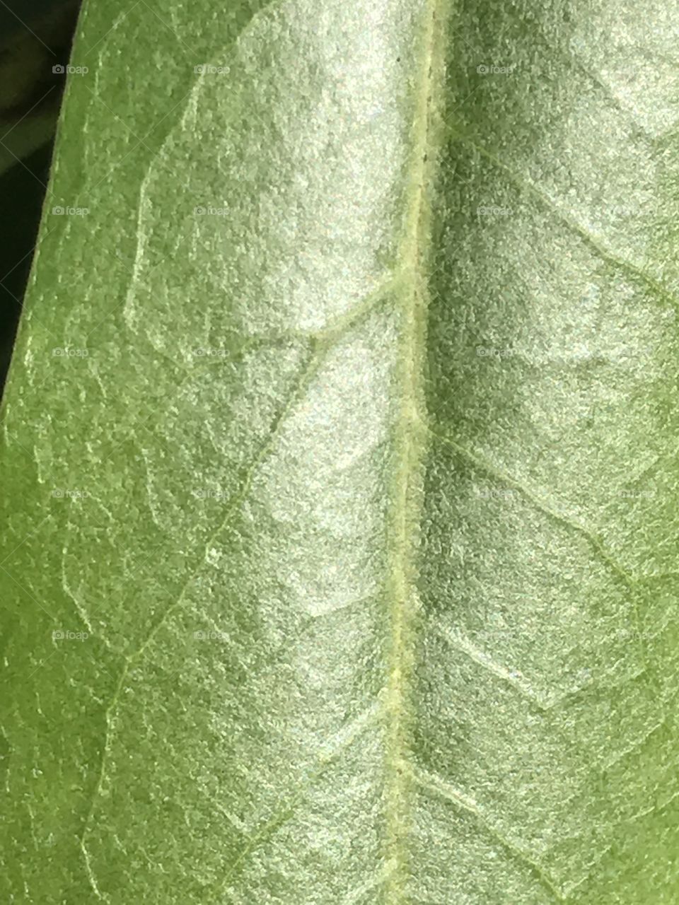 Rhododendron leaf