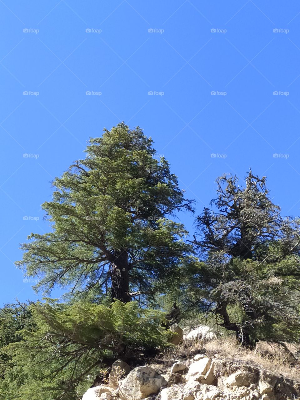 Colours of nature on the way to Gangotri in the great Himalayan terrain