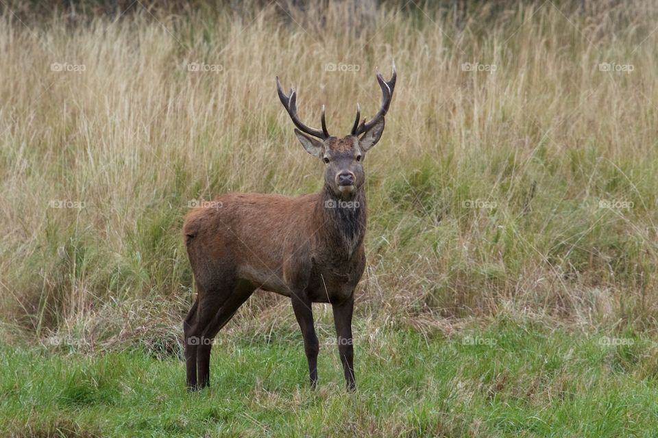 wild deer in the forest