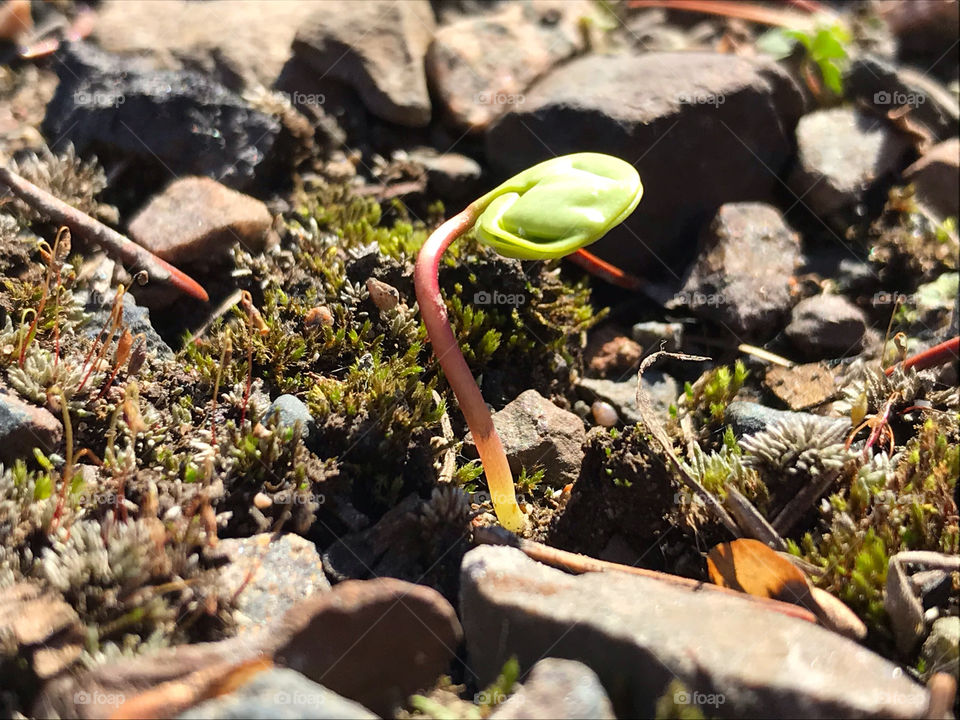 A bright green little plant proves new life is possible among rocks and dry leaves