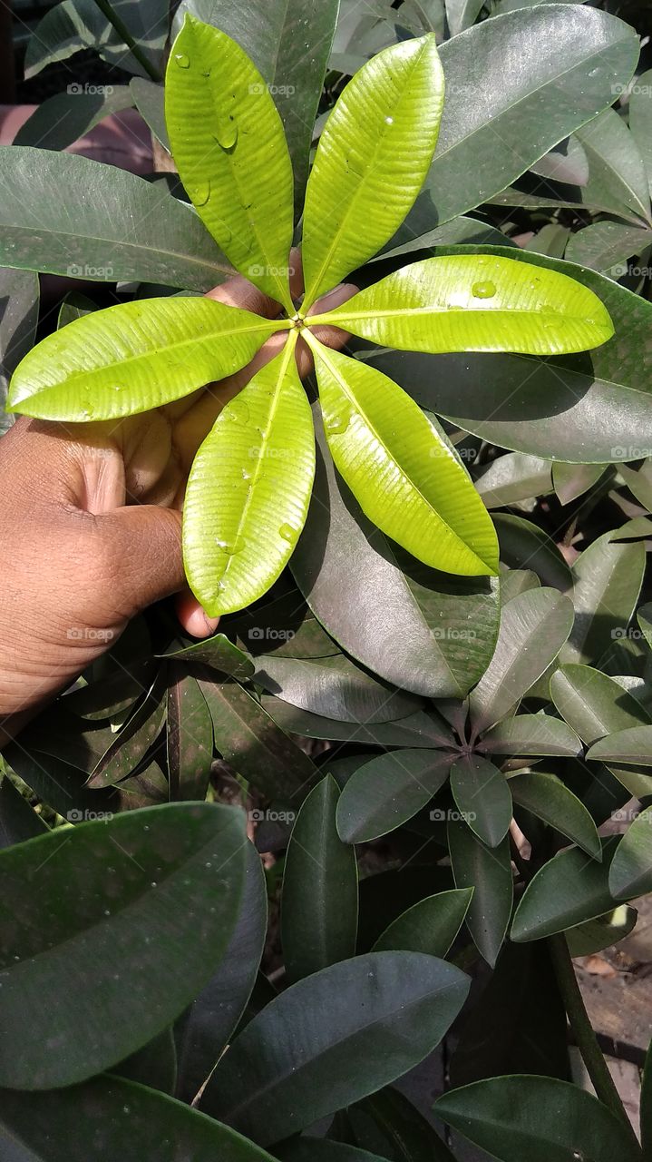 holding a green leaves