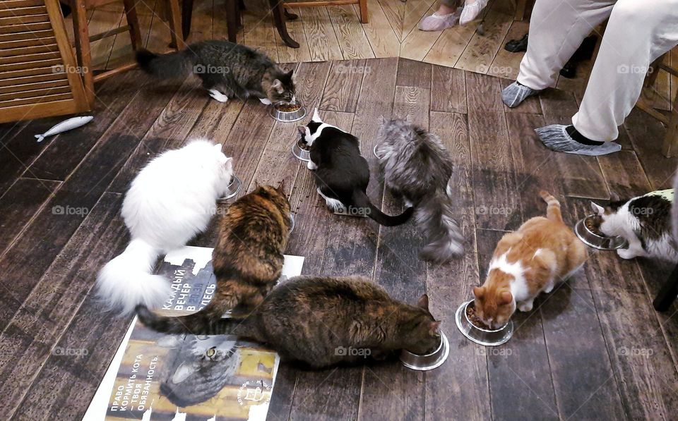 CatCafe
