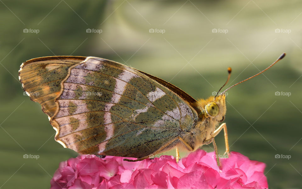 Butterfly pollinating on flower