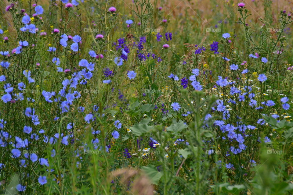 field flowers
