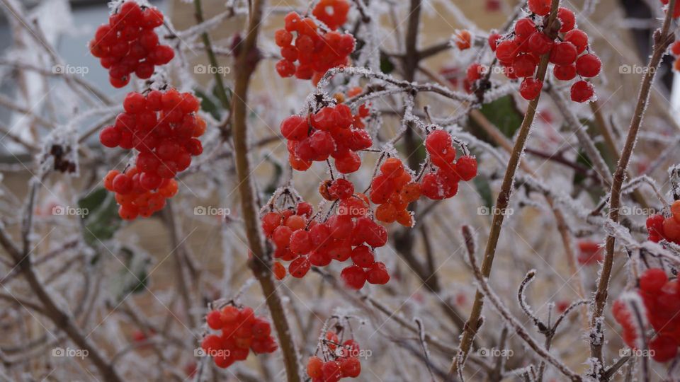 rowanberry