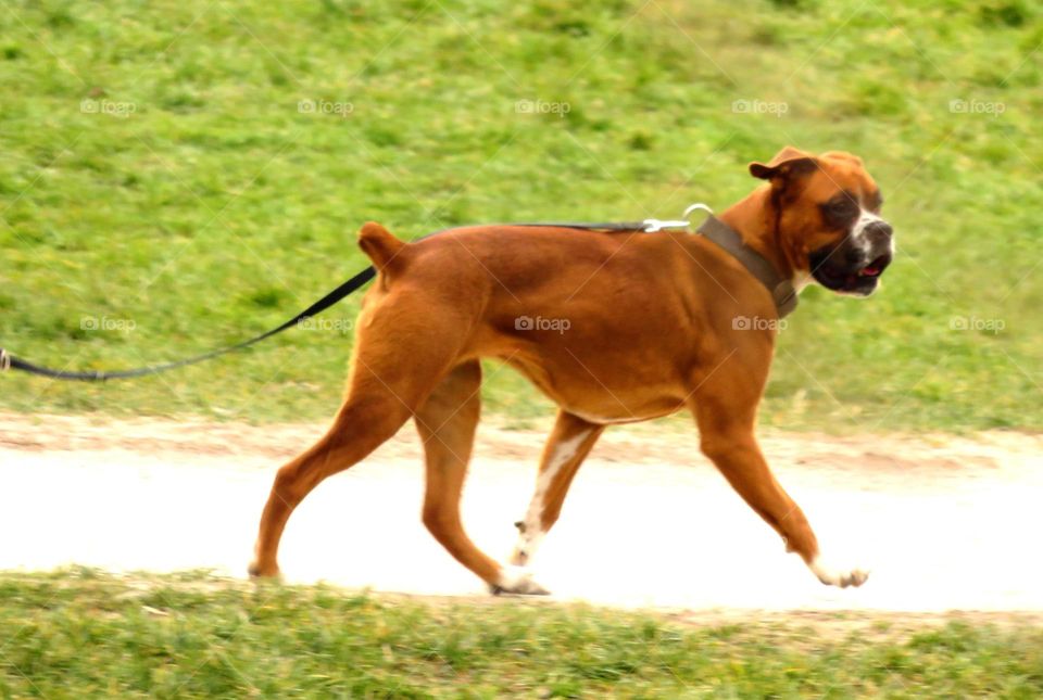 running dog