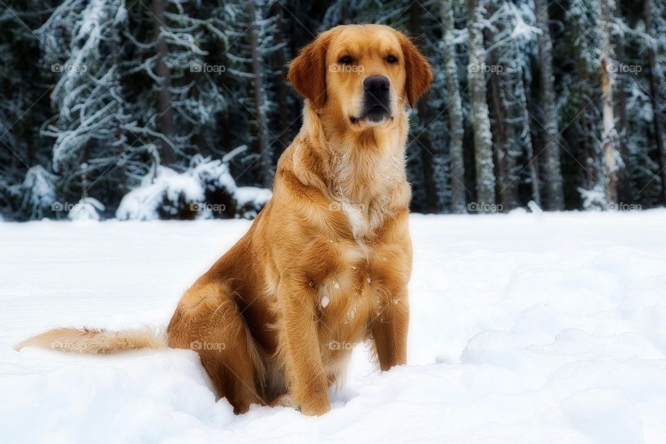 Golden Snowdog