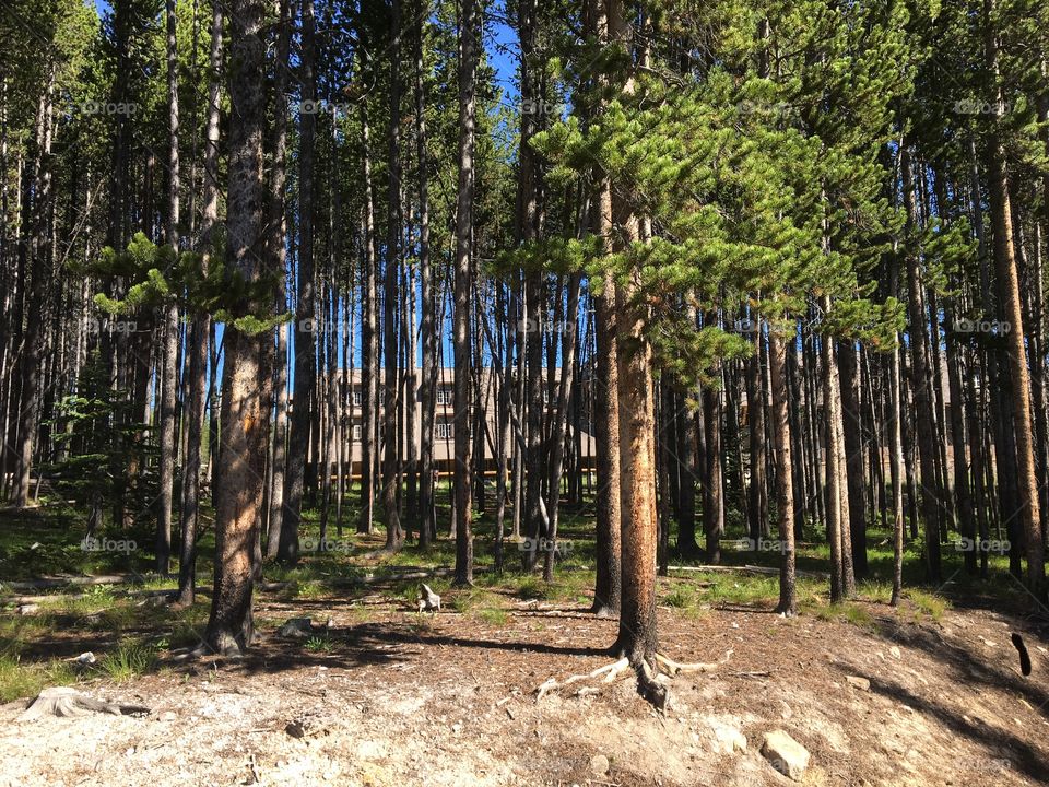 Nature at its prime - blue skies, evergreen trees and a cool breeze - perfect for a morning walk 