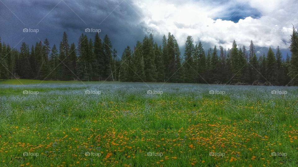 Cloudy Meadow - Montana