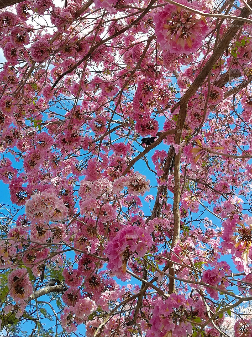 cherry full blossom at spring