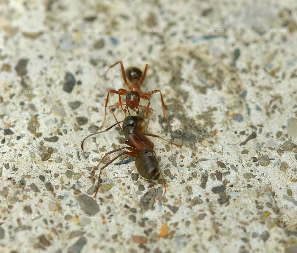 An ant carrying another ant.