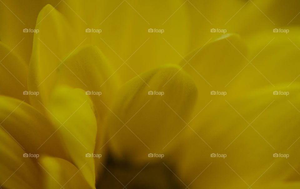 Extreme close-up of flower