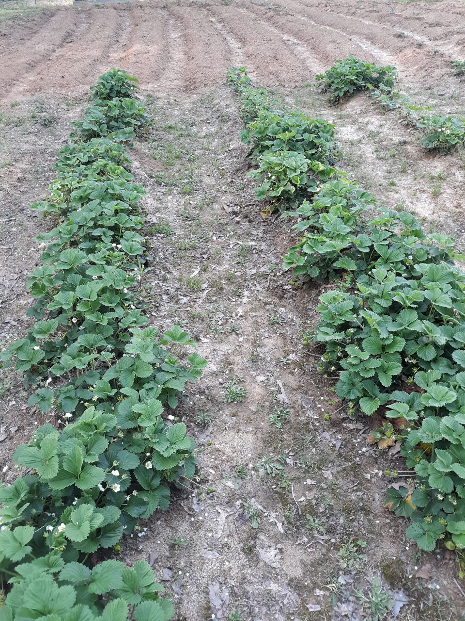 Strawberry Patch