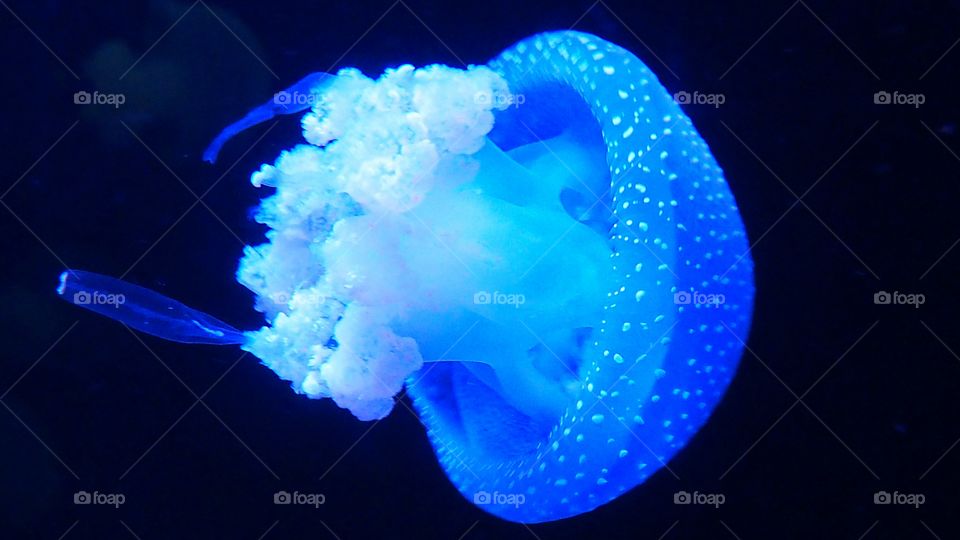 Jellyfish