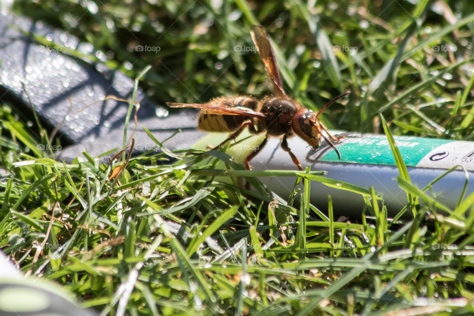 Hornet - bålgeting stor geting