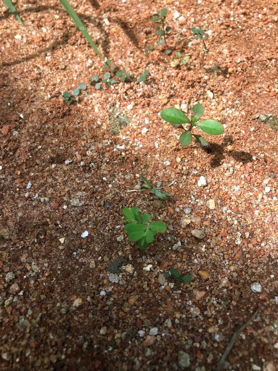 summer vs spring, plants 🌱