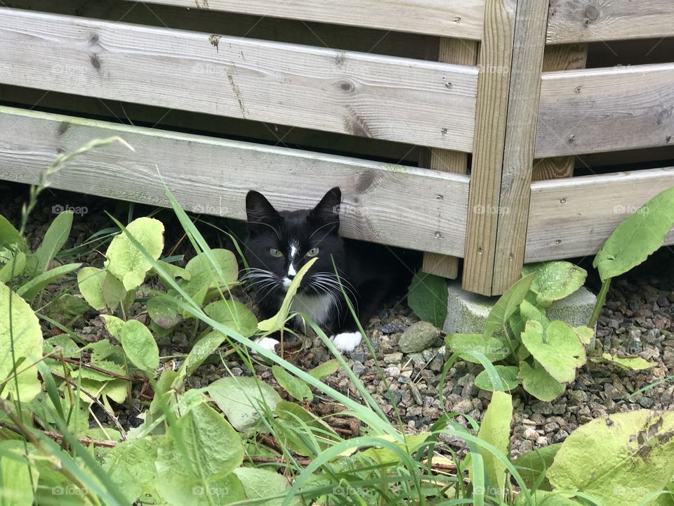 Cute black cat looking out from its hiding place