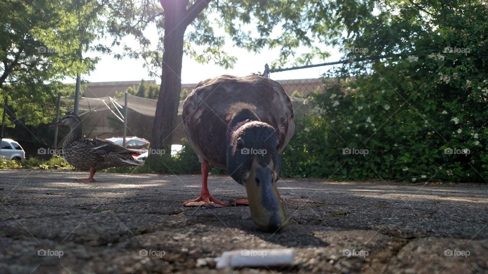 A duck curiously observes the lens.