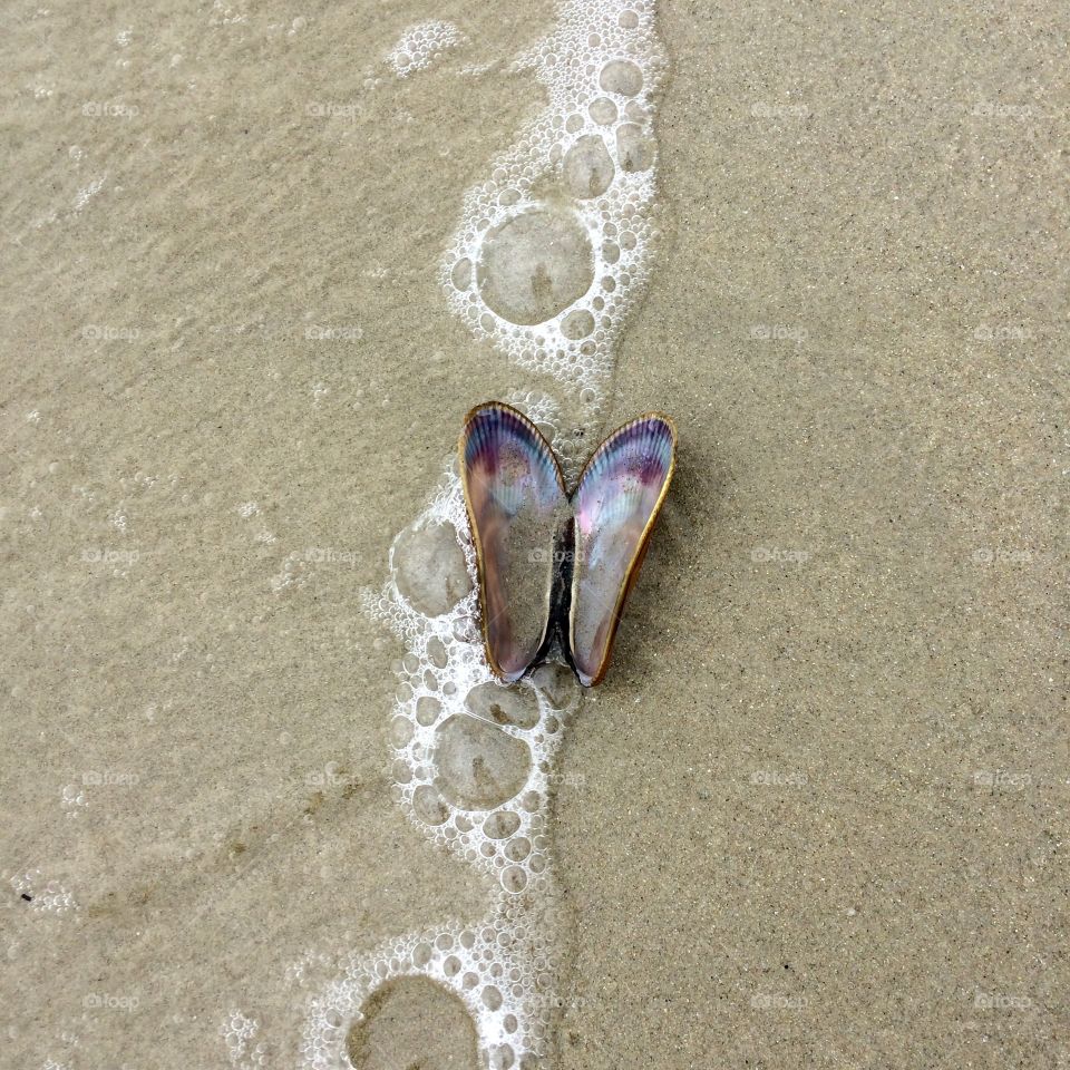 High angle view butterfly on surf