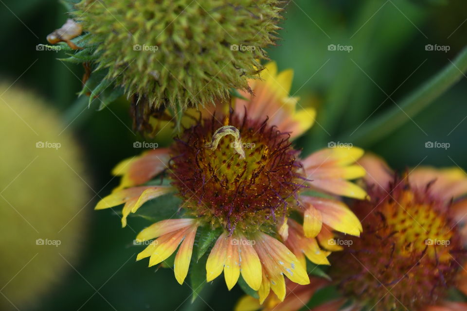 inchworm on flower