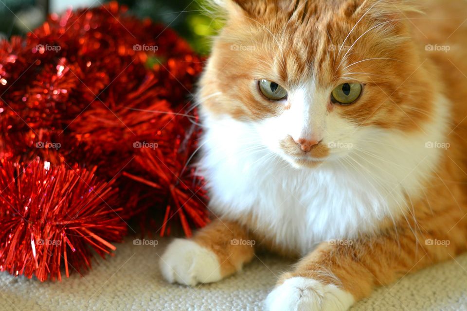 cat christmas