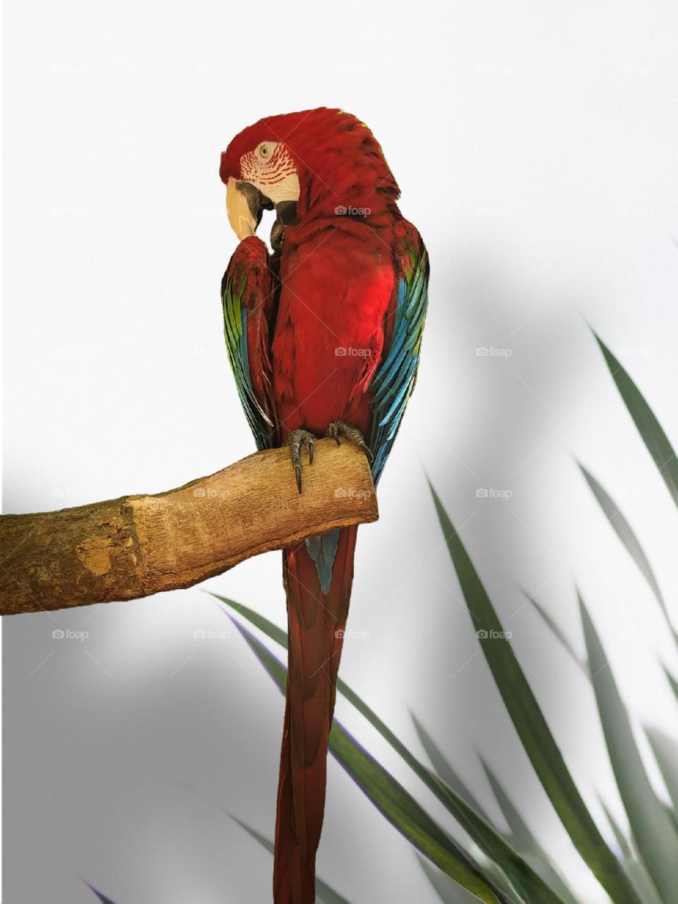 Scarlet Macaw