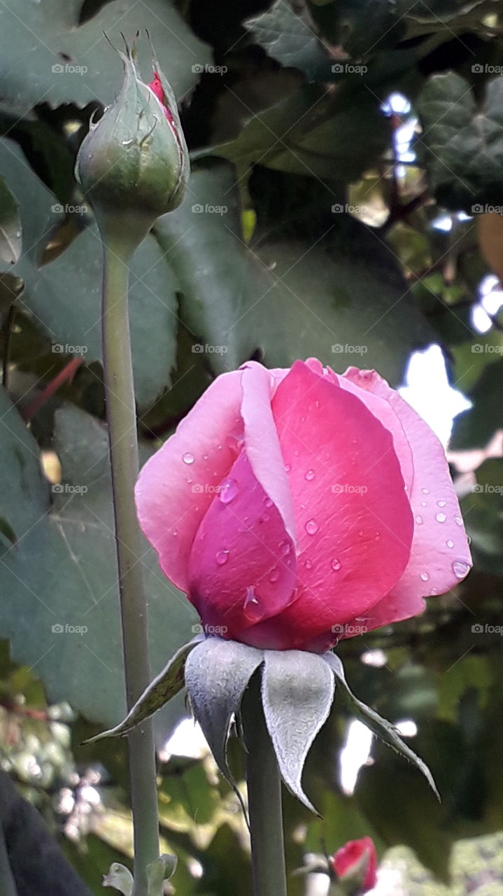 raindrops on the pink rose