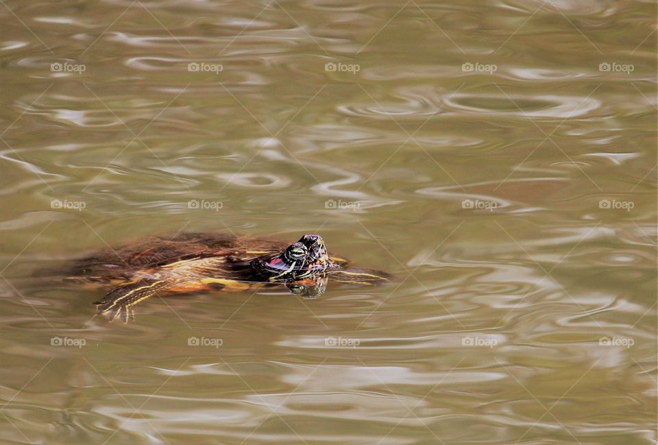 a turtle in a pond