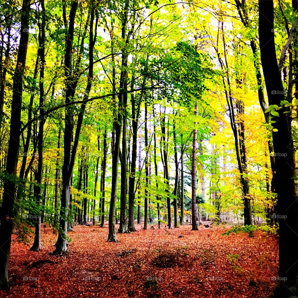 Autumnal woodland 