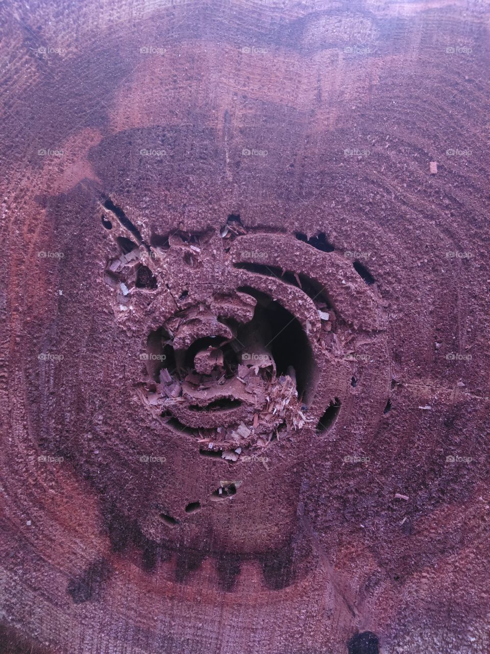 redwood termite damage