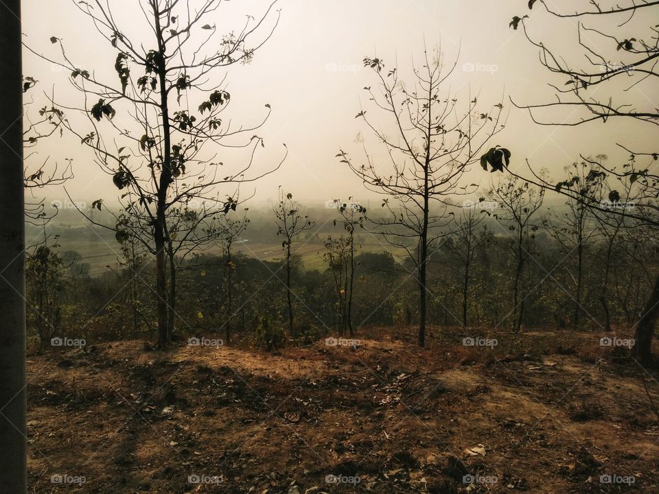 trees growing on the hill