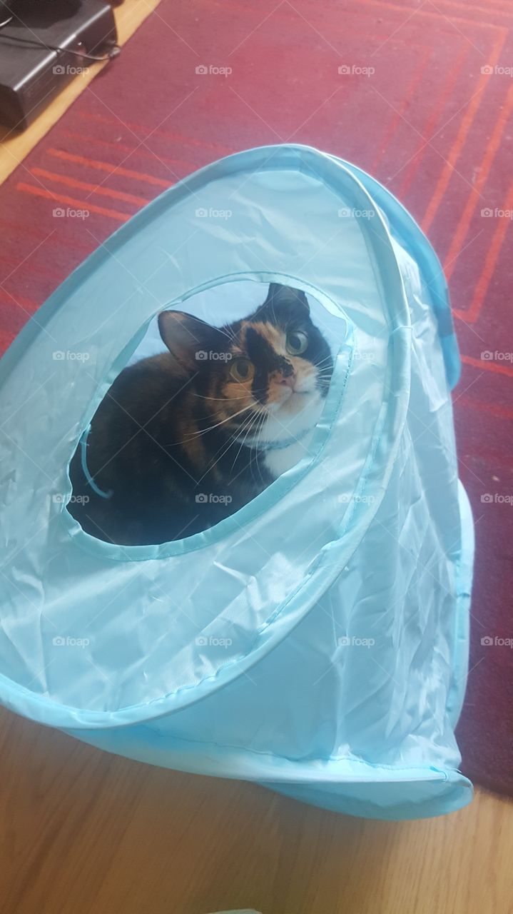 cat in tent
