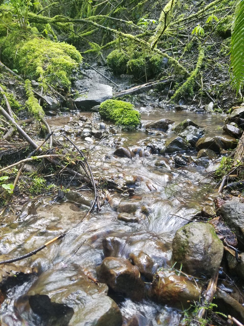 Water, Stream, Nature, River, Leaf