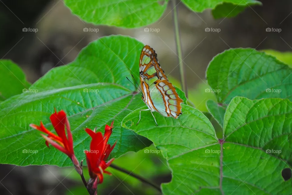 Butterfly 