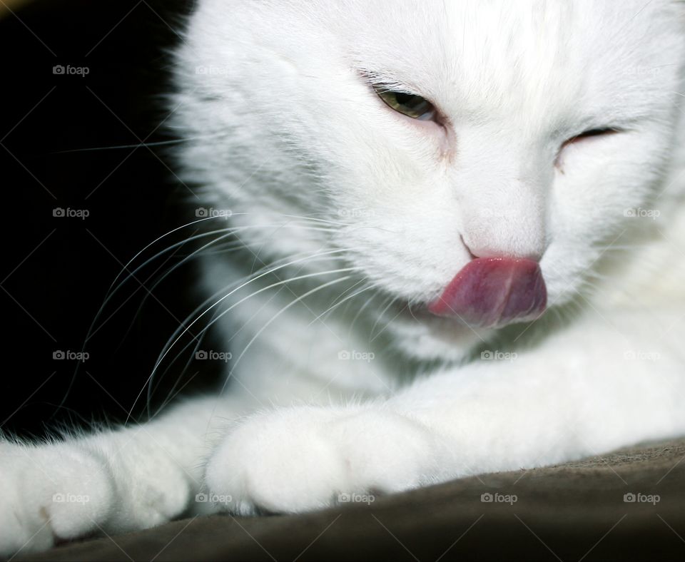 Cute Cat Licking