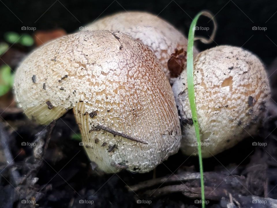 Mushrooms in the garden