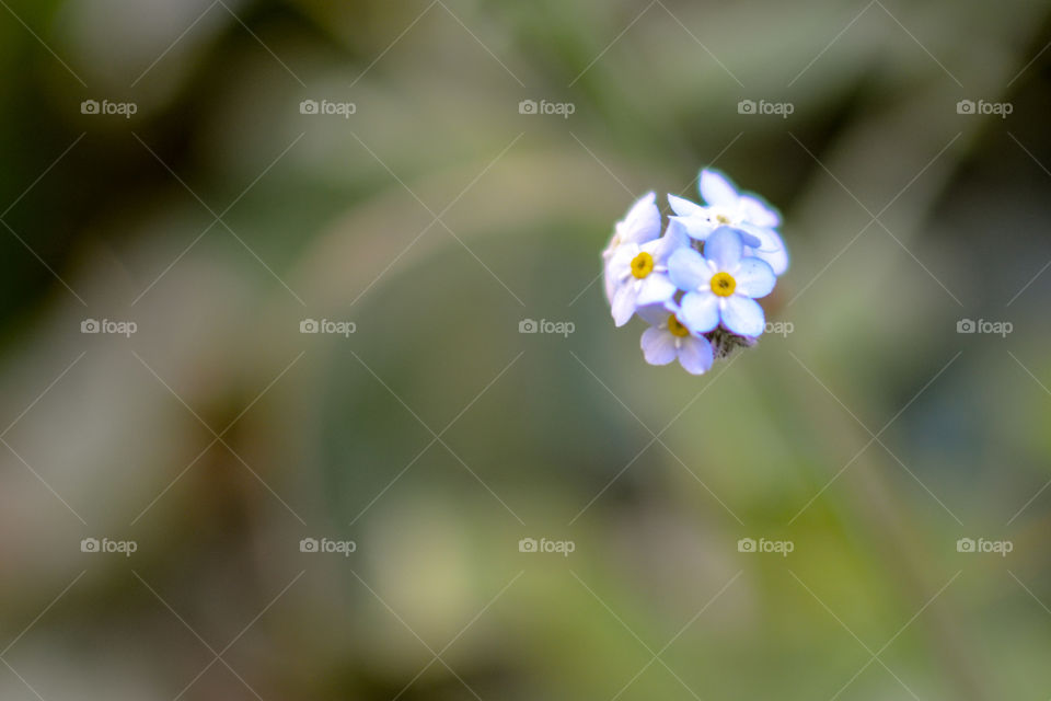 Small flower blossom macro closeup nature depth of field garden park forest bokeh colorful