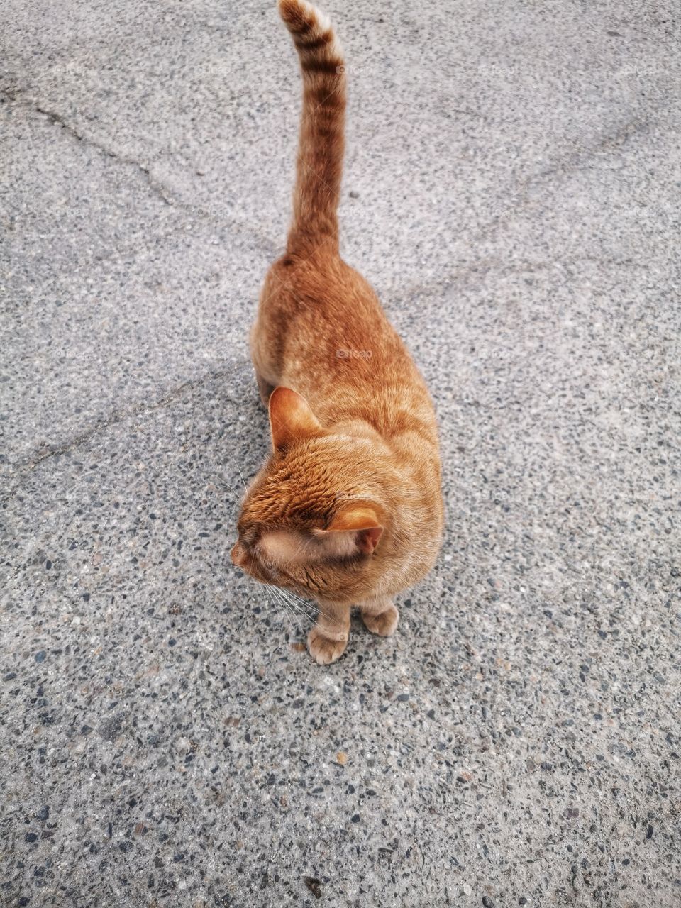 Cat outdoor street alone homeless Red
