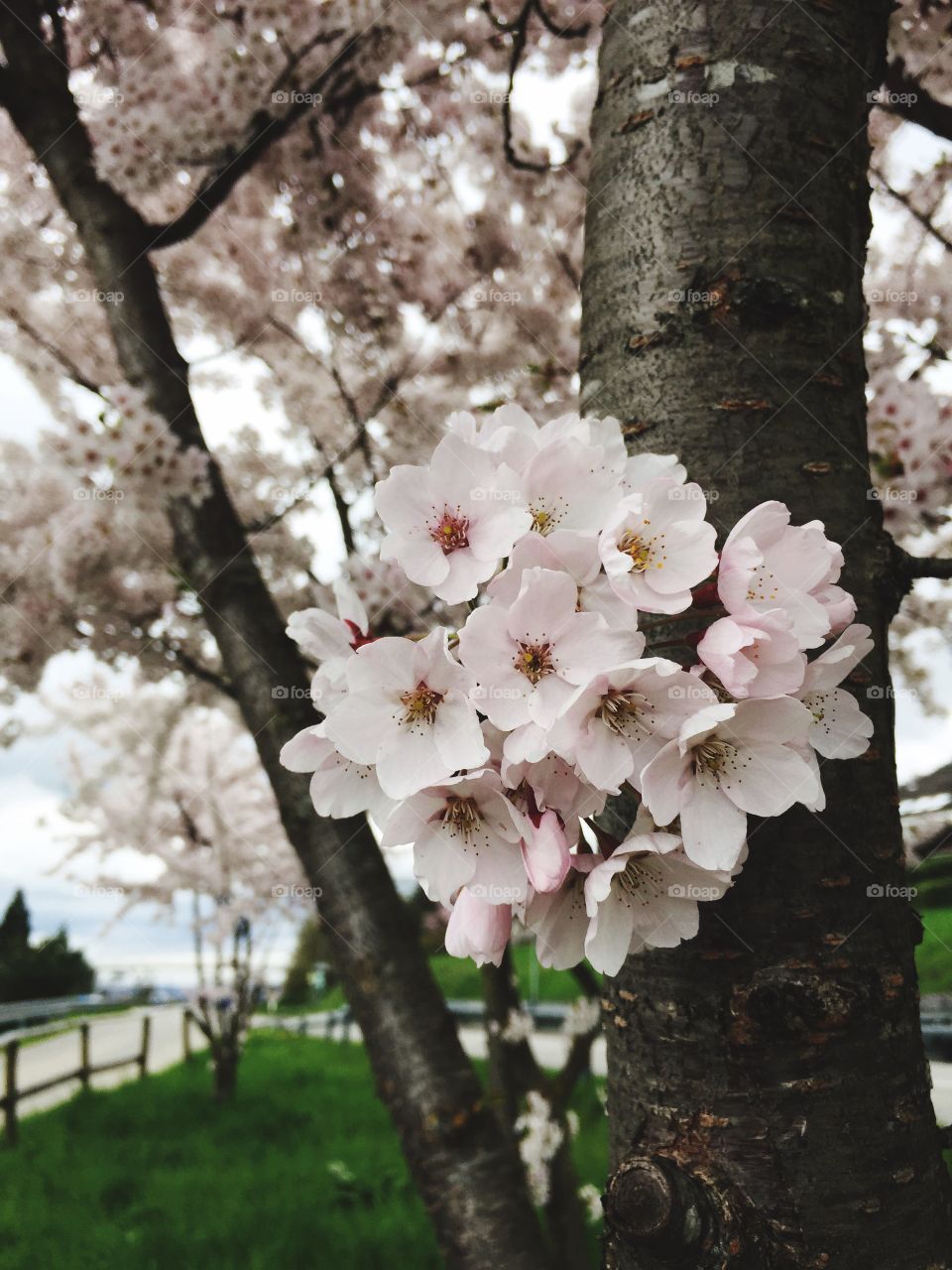 Beautiful cherry blossom in spring time