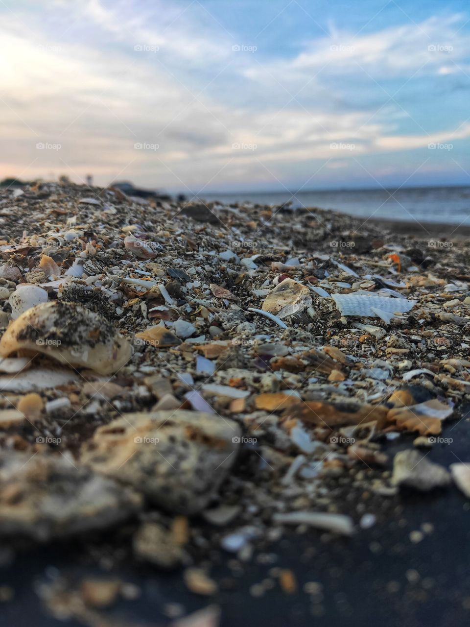 Snail shells scattered in the Karawang sea in a portrait on November 11, 2020

￼