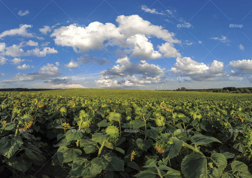 Endless sunflowers field on a bright summer day. Magical outside.