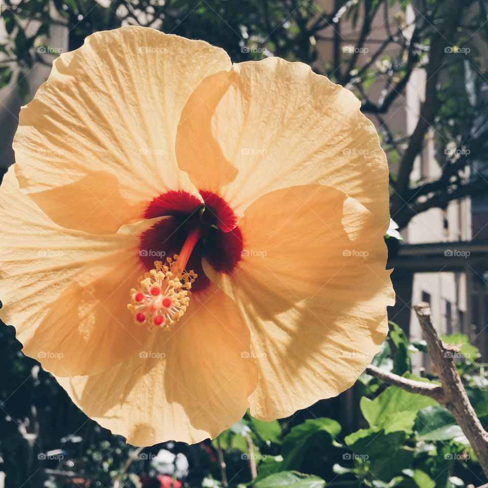 Hibiscus, No Person, Flower, Nature, Tropical