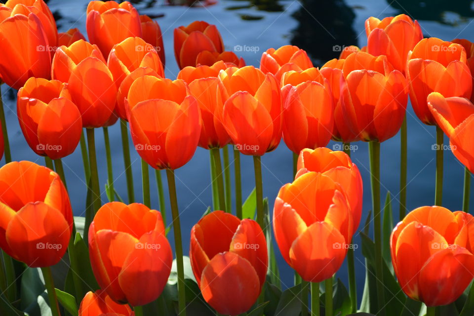 Orange tulips 